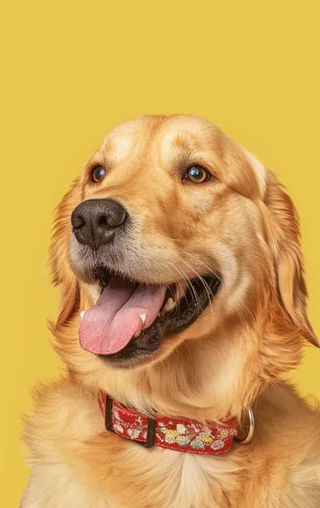 Γάτα grooming Θεσσαλονίκη